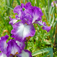 Apertura al pubblico del Giardino dell'Iris nel periodo della fioritura