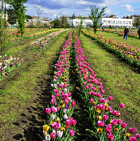 apertura del parco floreale biologico di tulipani al Castello dell'Acciaiolo